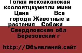 Голая мексиканская ксолоитцкуинтли мини › Цена ­ 20 000 - Все города Животные и растения » Собаки   . Свердловская обл.,Березовский г.